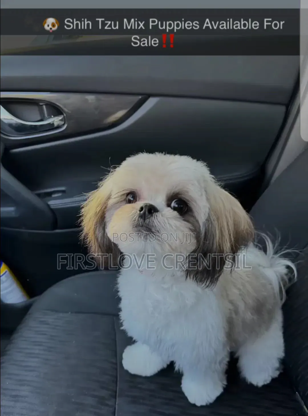 0-1 month Female Purebred Dog