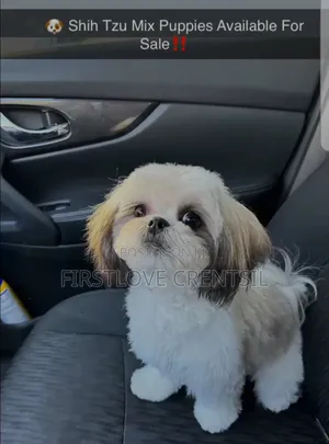 0-1 month Female Purebred Dog