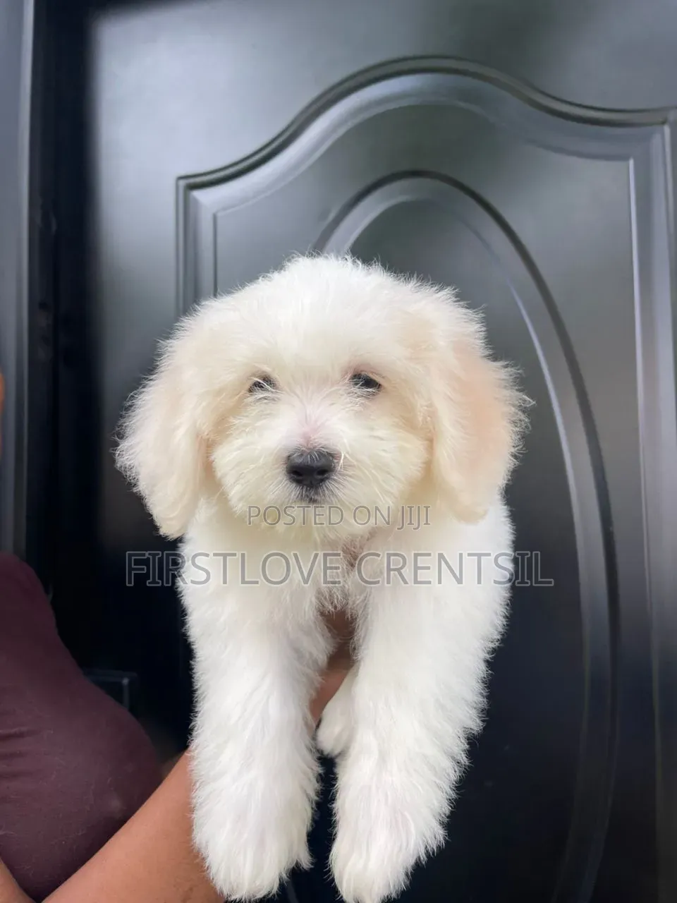 1-3 months Female Purebred Shih Tzu