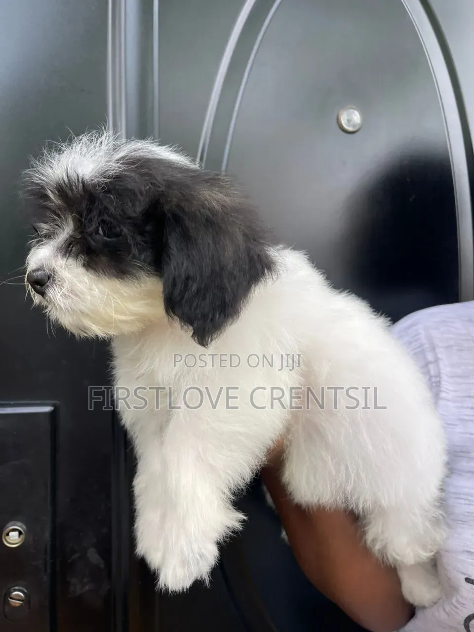 1-3 months Female Purebred Shih Tzu