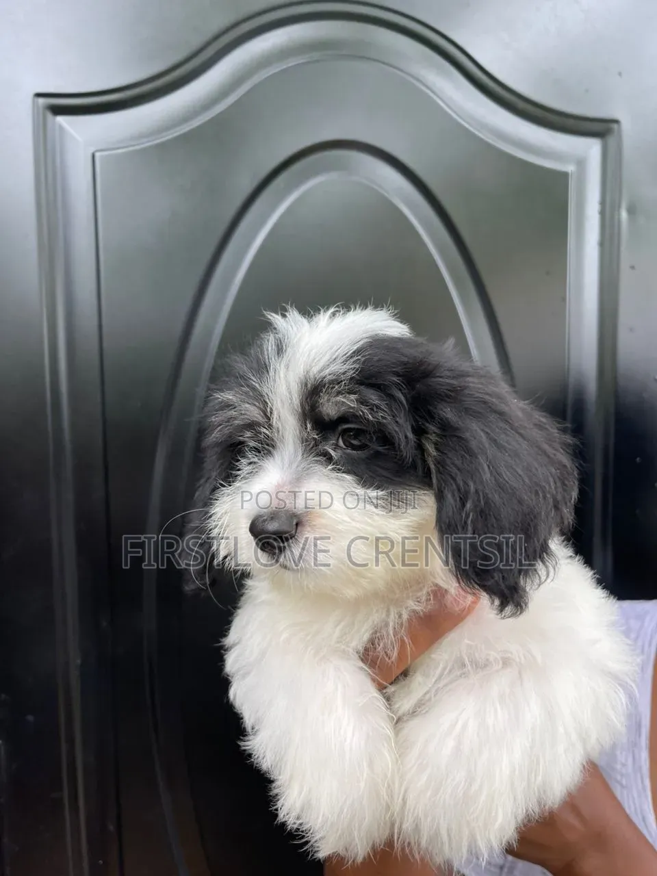 1-3 months Female Purebred Shih Tzu