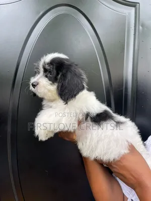 1-3 months Female Purebred Shih Tzu