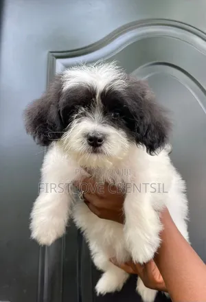 1-3 months Female Purebred Shih Tzu