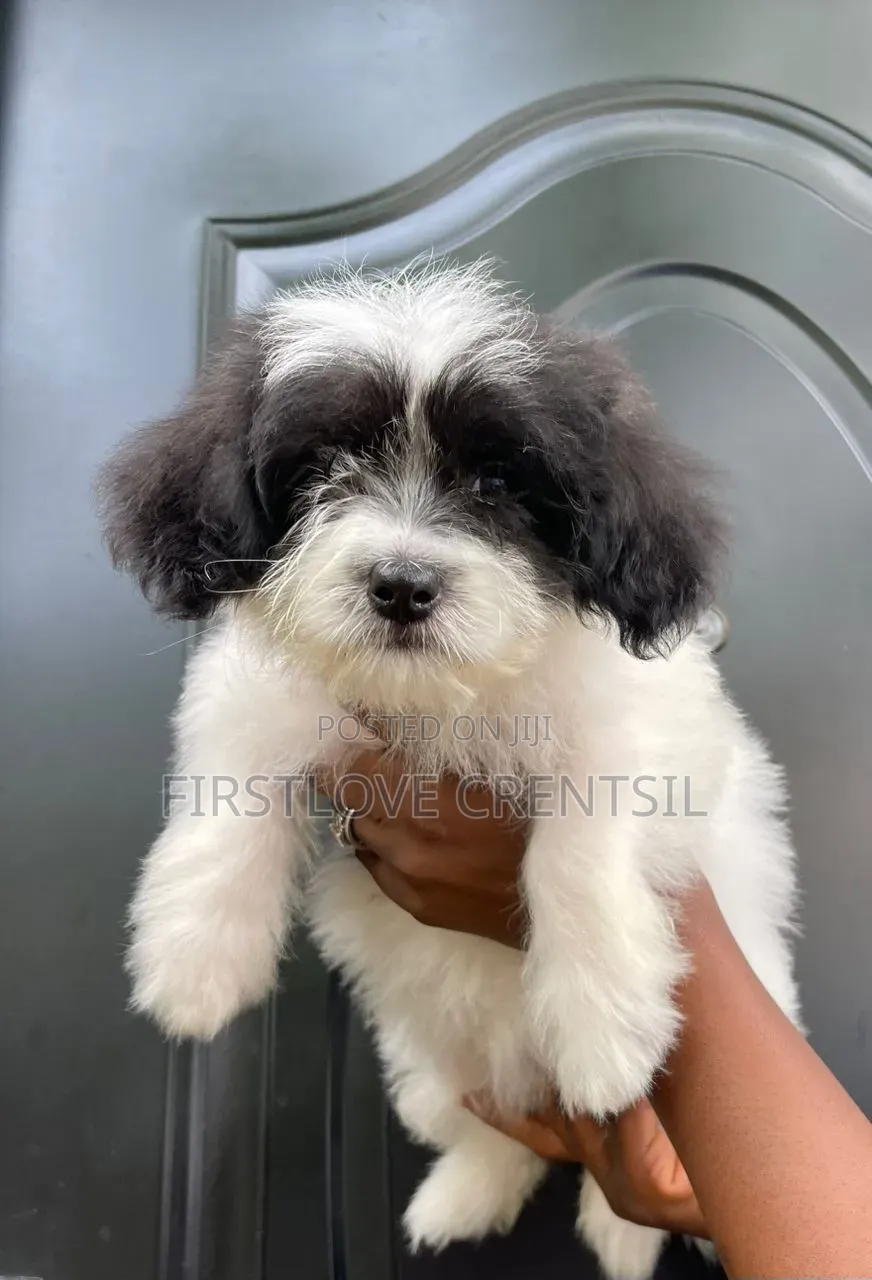 1-3 months Female Purebred Shih Tzu
