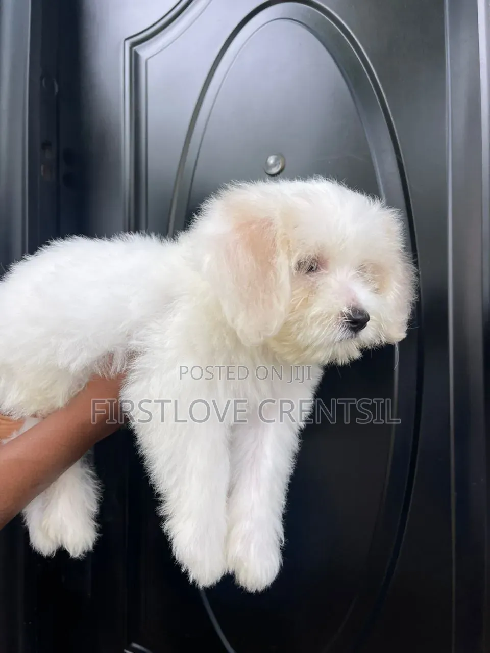 1-3 months Female Purebred Shih Tzu
