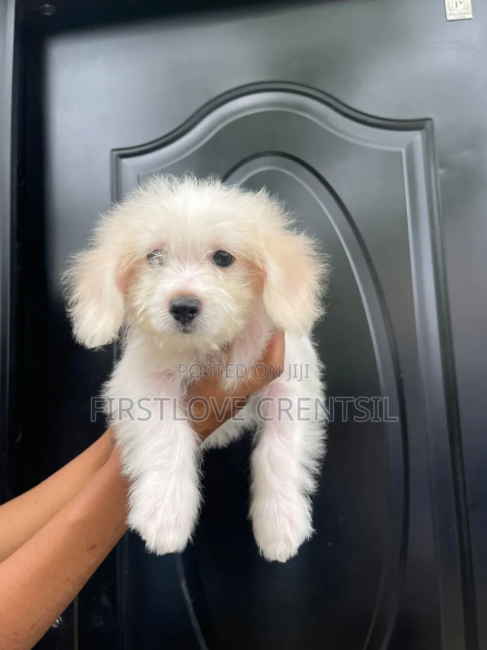 1-3 months Female Purebred Shih Tzu