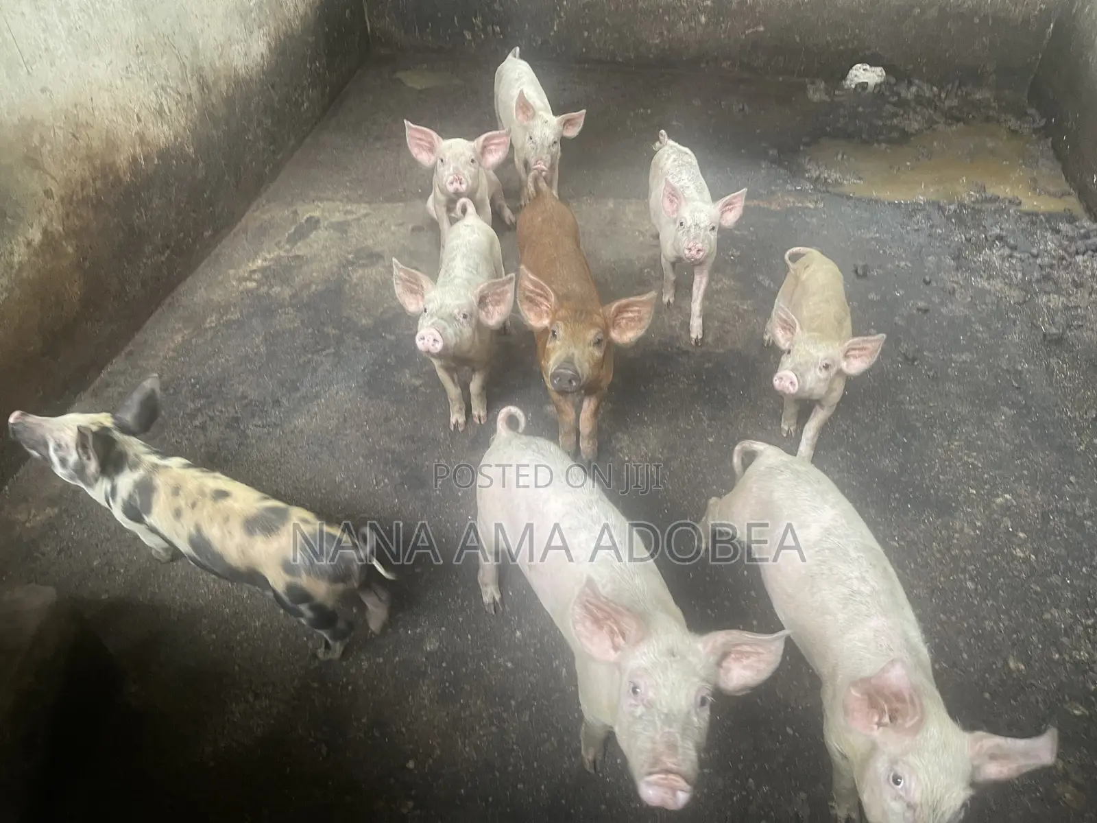 Matured and Pigs and Piglets for Sale