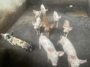 Matured and Pigs and Piglets for Sale