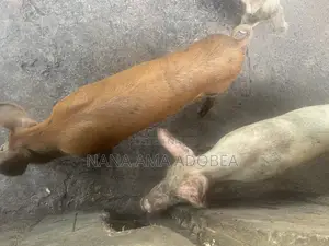 Matured and Pigs and Piglets for Sale