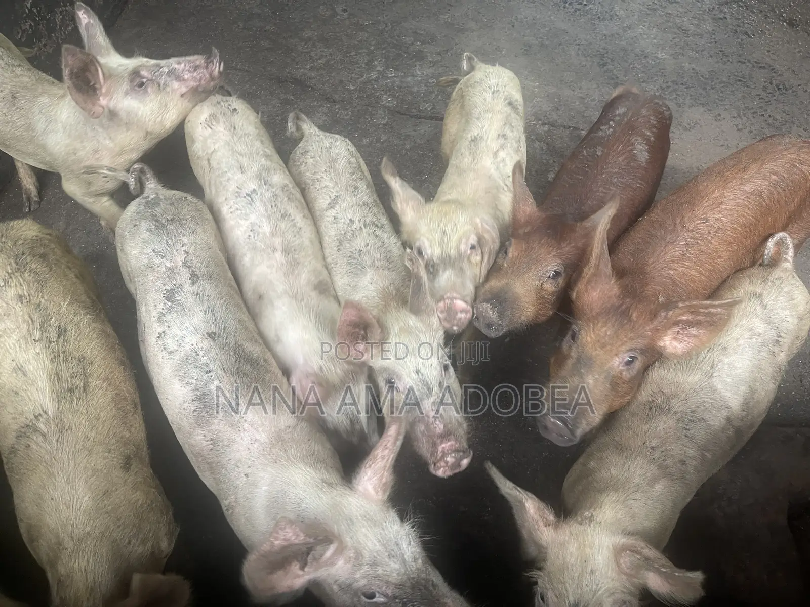 Matured and Pigs and Piglets for Sale