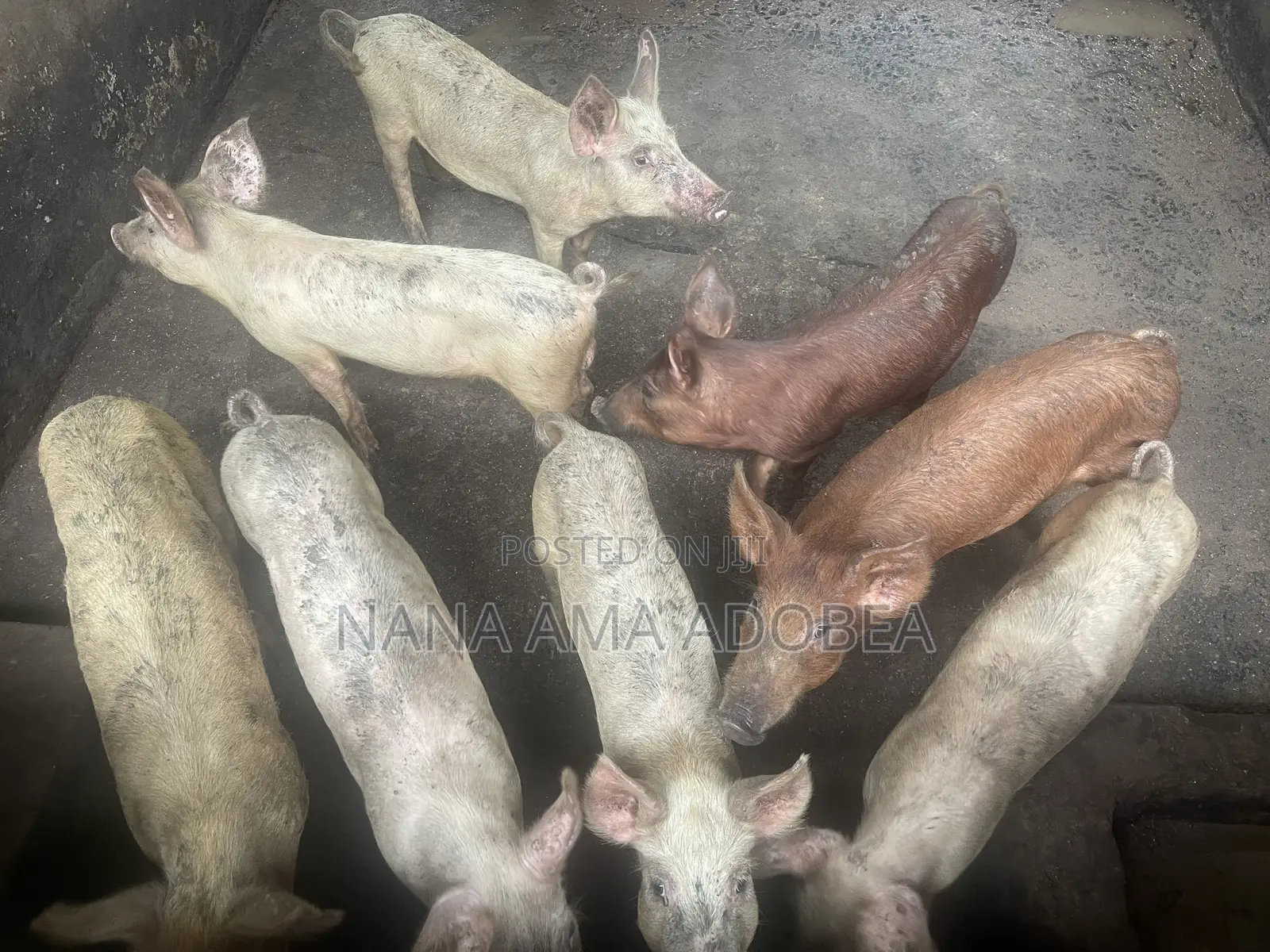 Matured and Pigs and Piglets for Sale