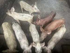 Matured and Pigs and Piglets for Sale