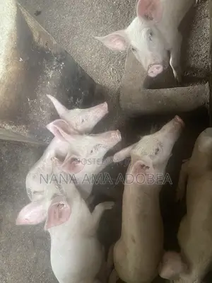 Matured and Pigs and Piglets for Sale