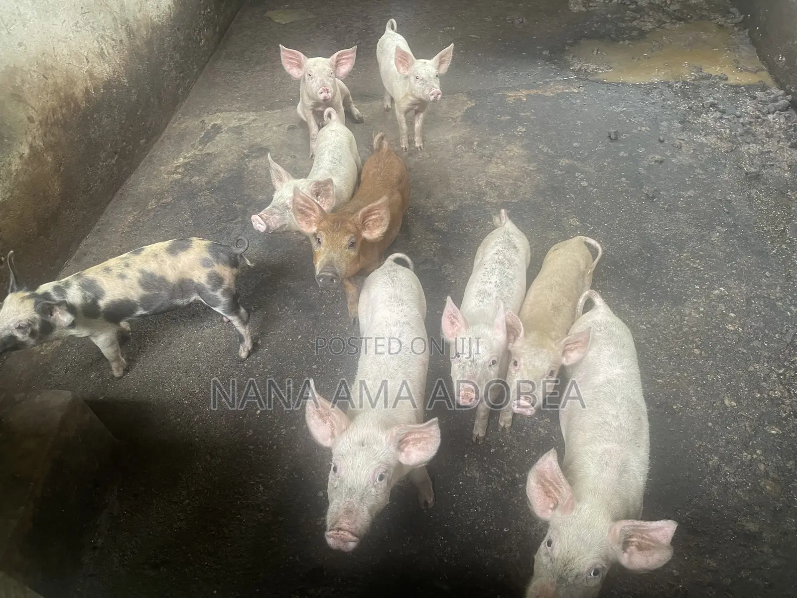 Matured and Pigs and Piglets for Sale
