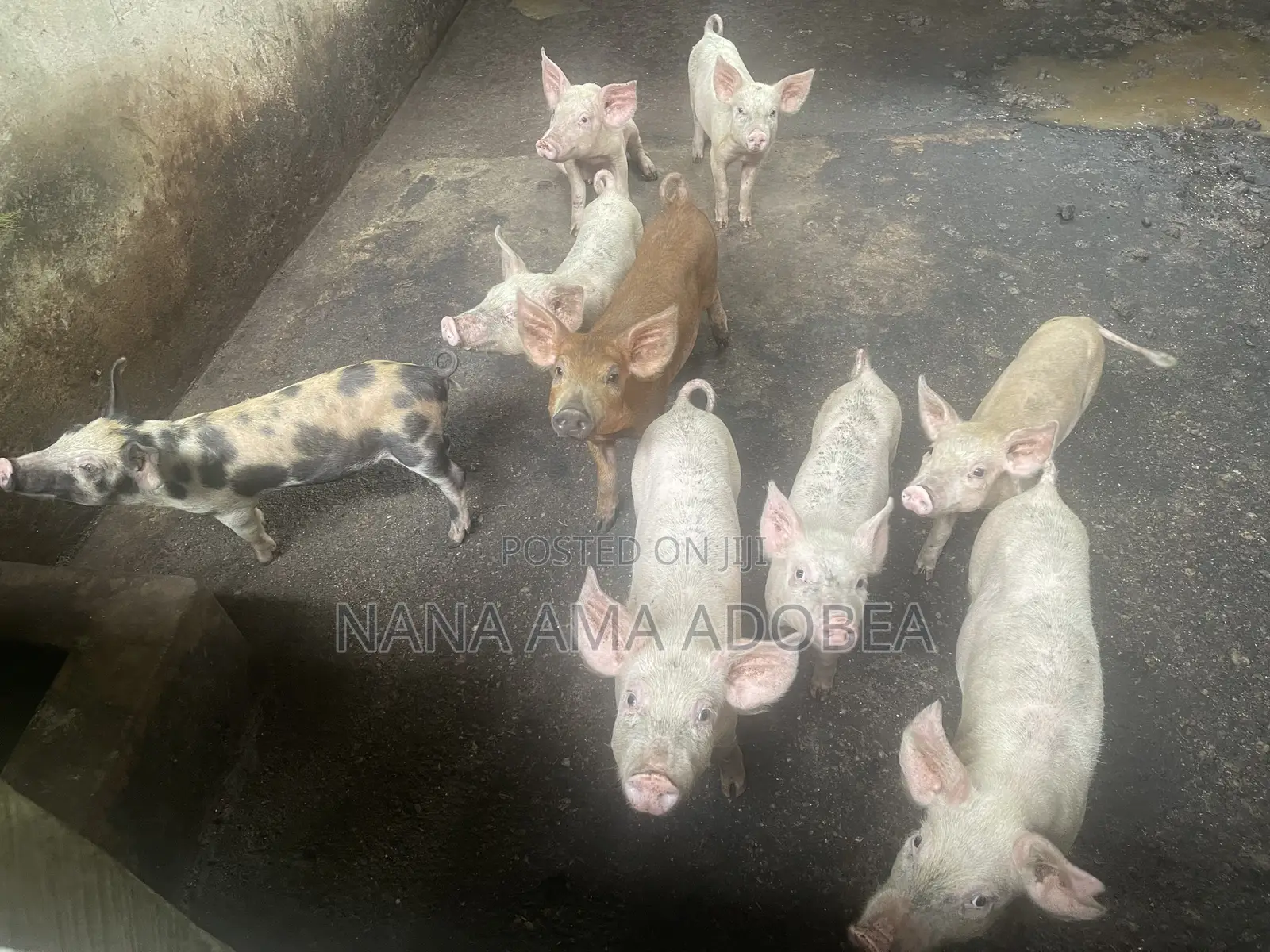 Matured and Pigs and Piglets for Sale