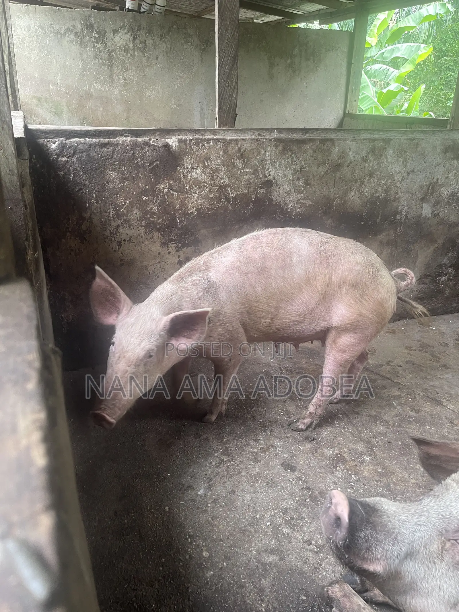 Matured and Pigs and Piglets for Sale
