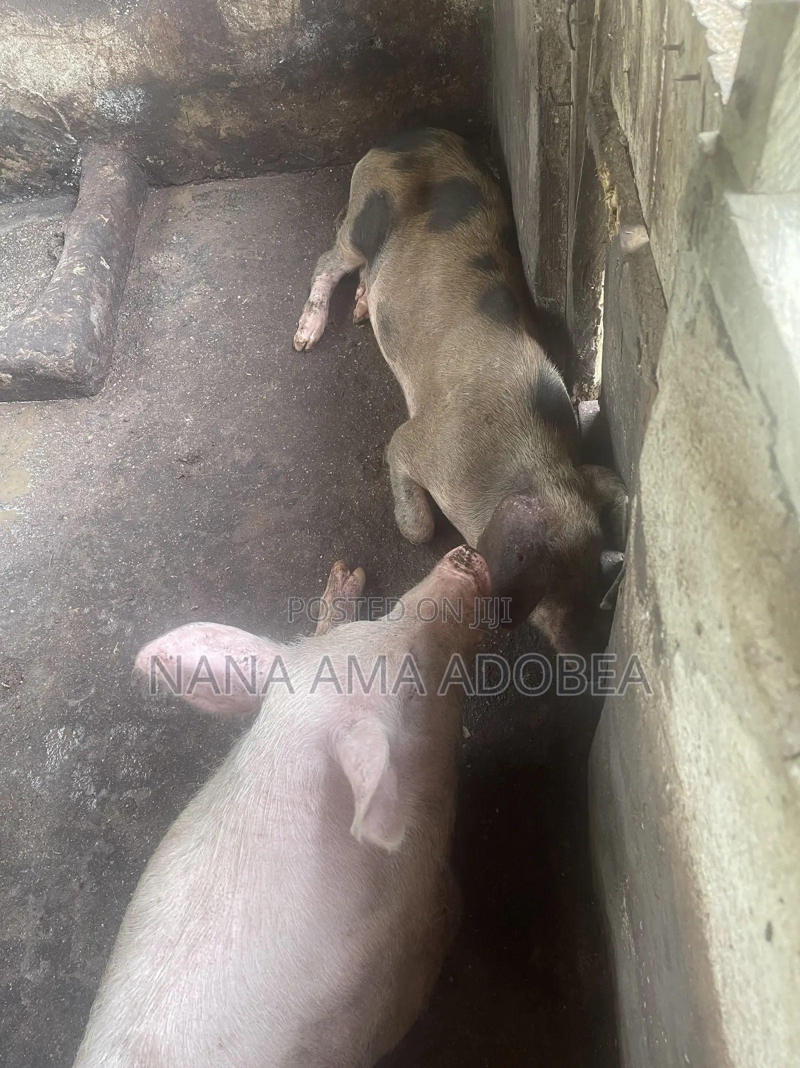Matured and Pigs and Piglets for Sale