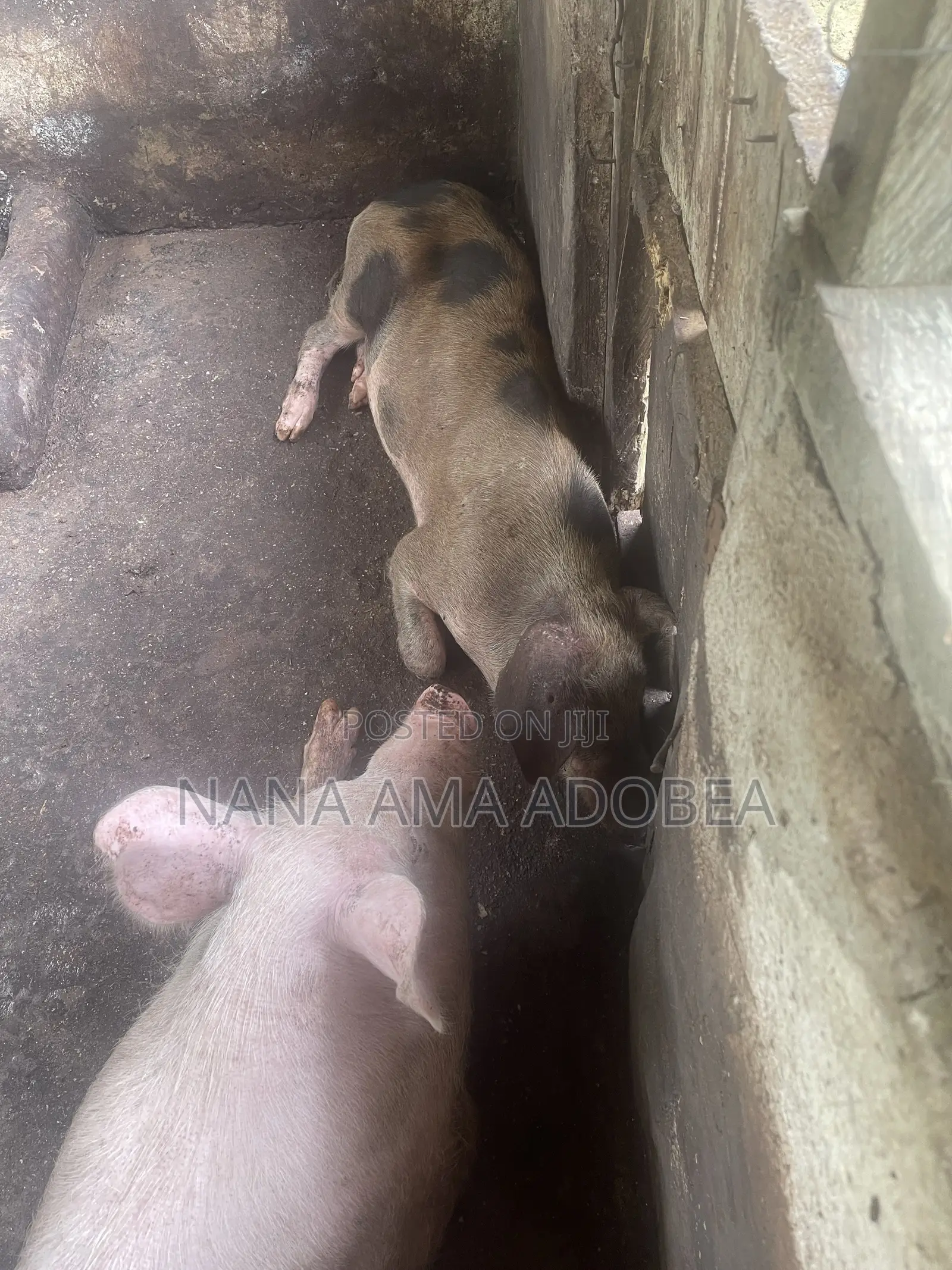 Matured and Pigs and Piglets for Sale