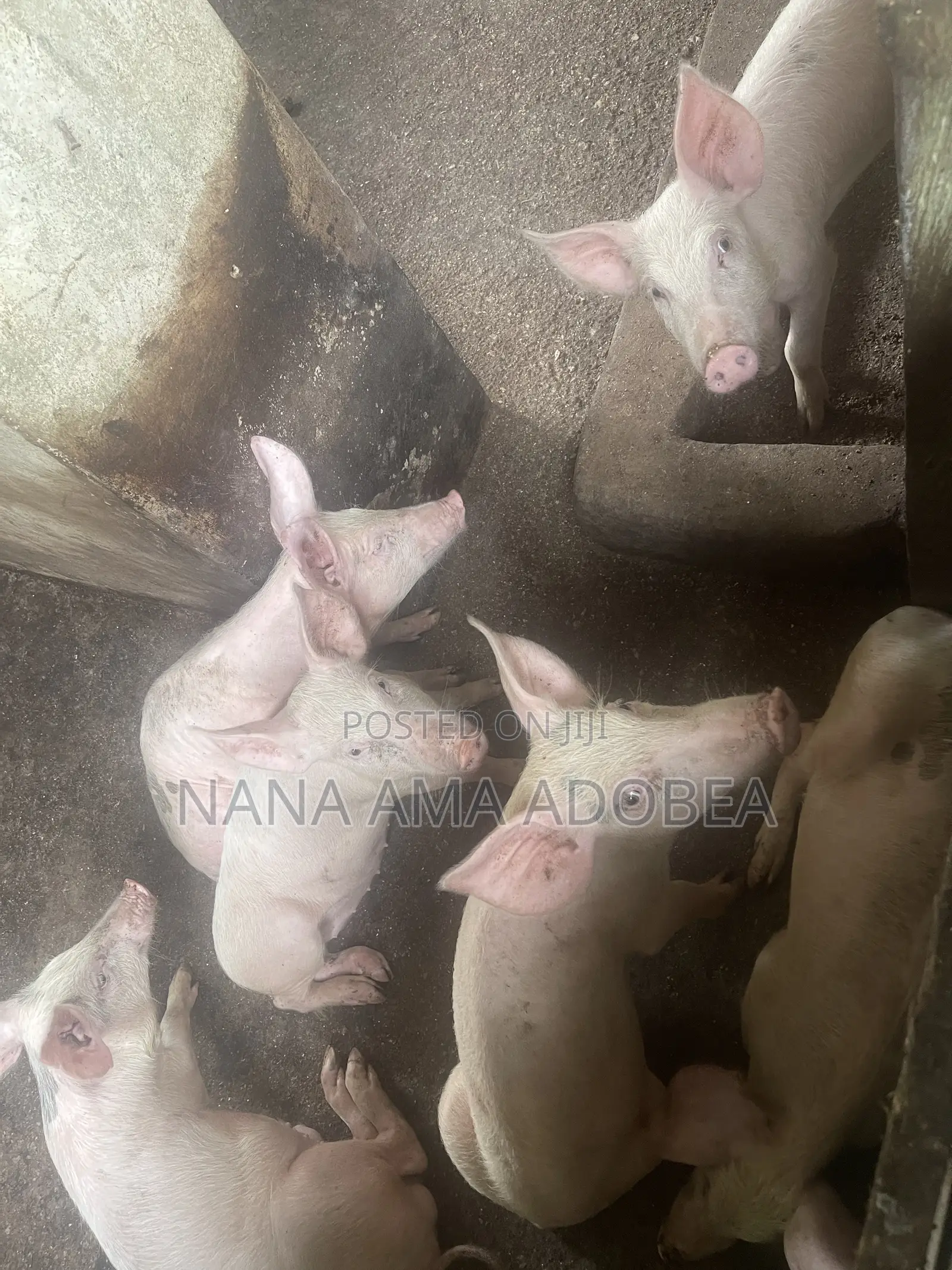Matured and Pigs and Piglets for Sale