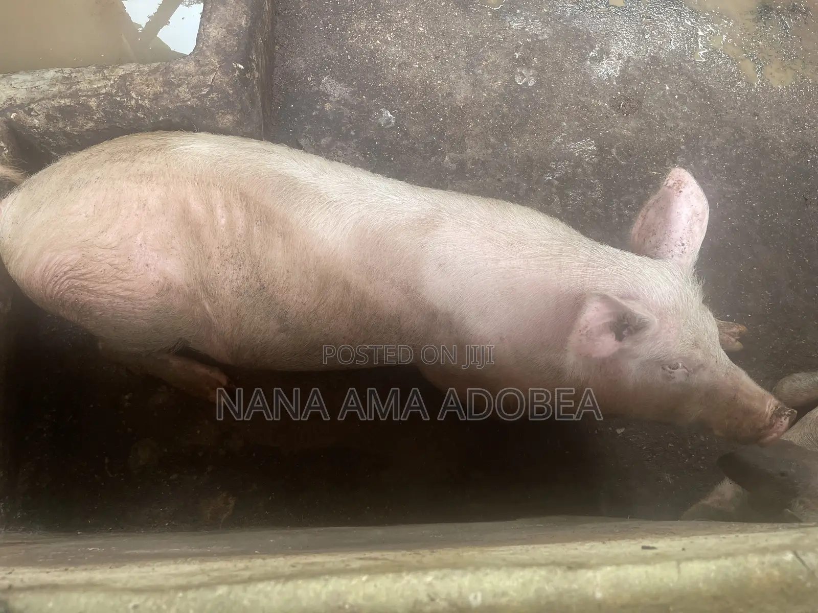 Matured and Pigs and Piglets for Sale