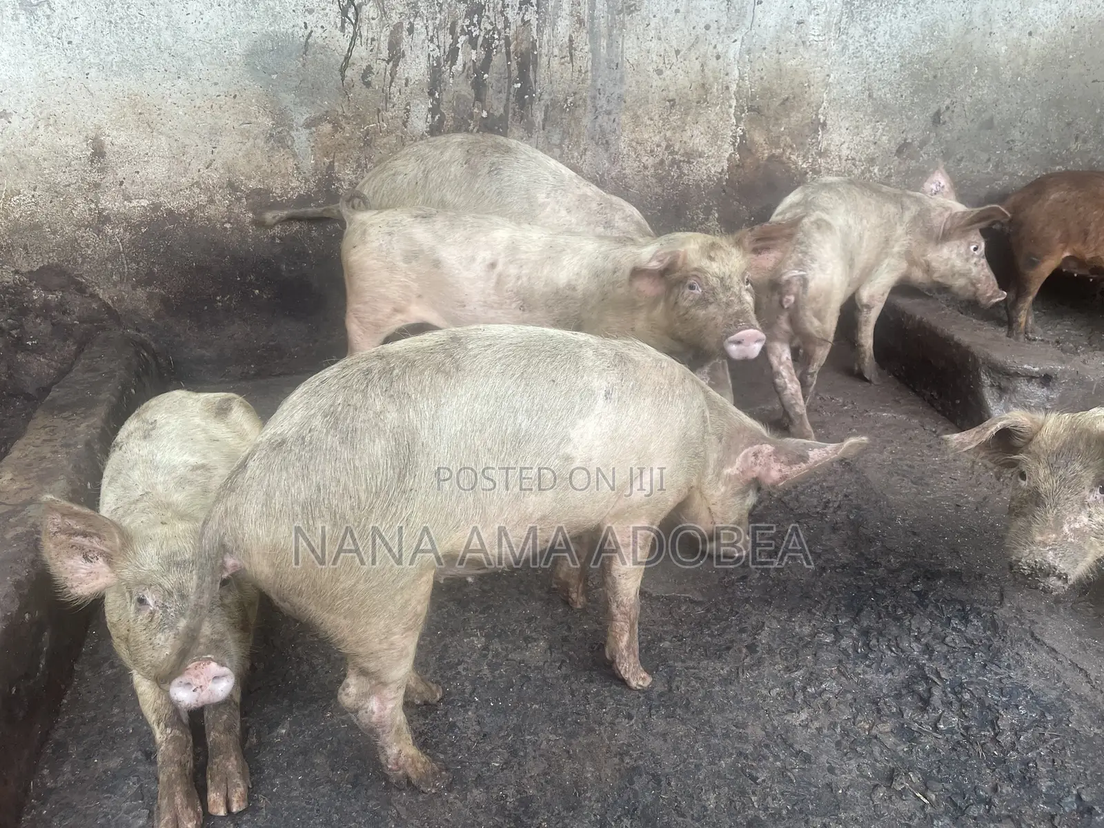 Matured and Pigs and Piglets for Sale
