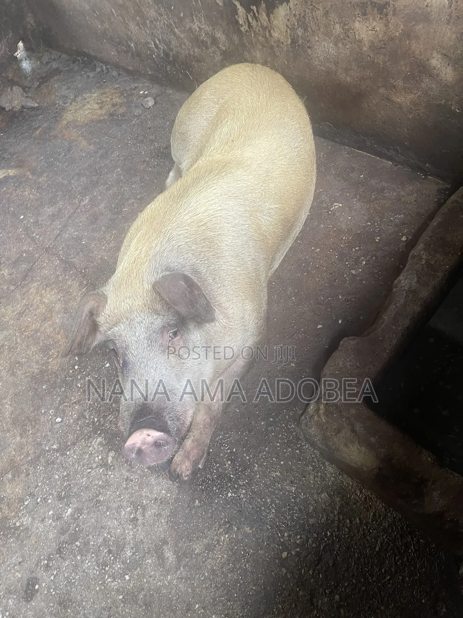Matured and Pigs and Piglets for Sale