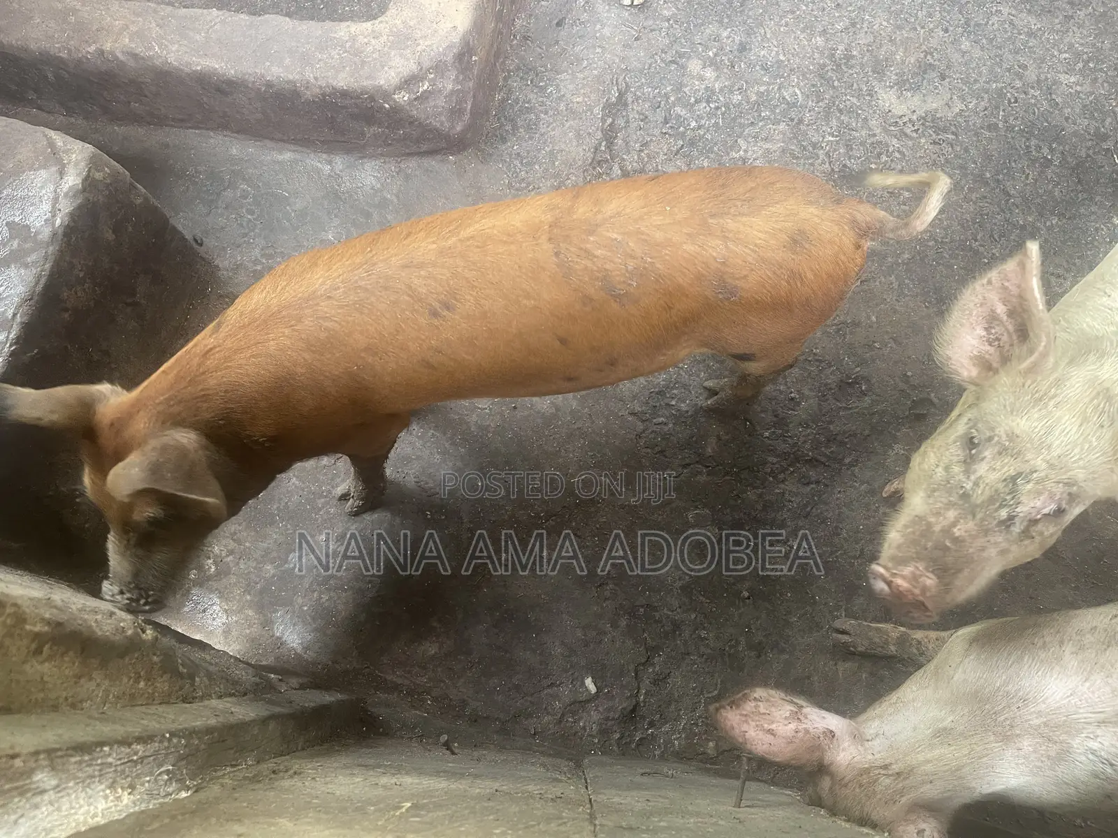 Matured and Pigs and Piglets for Sale