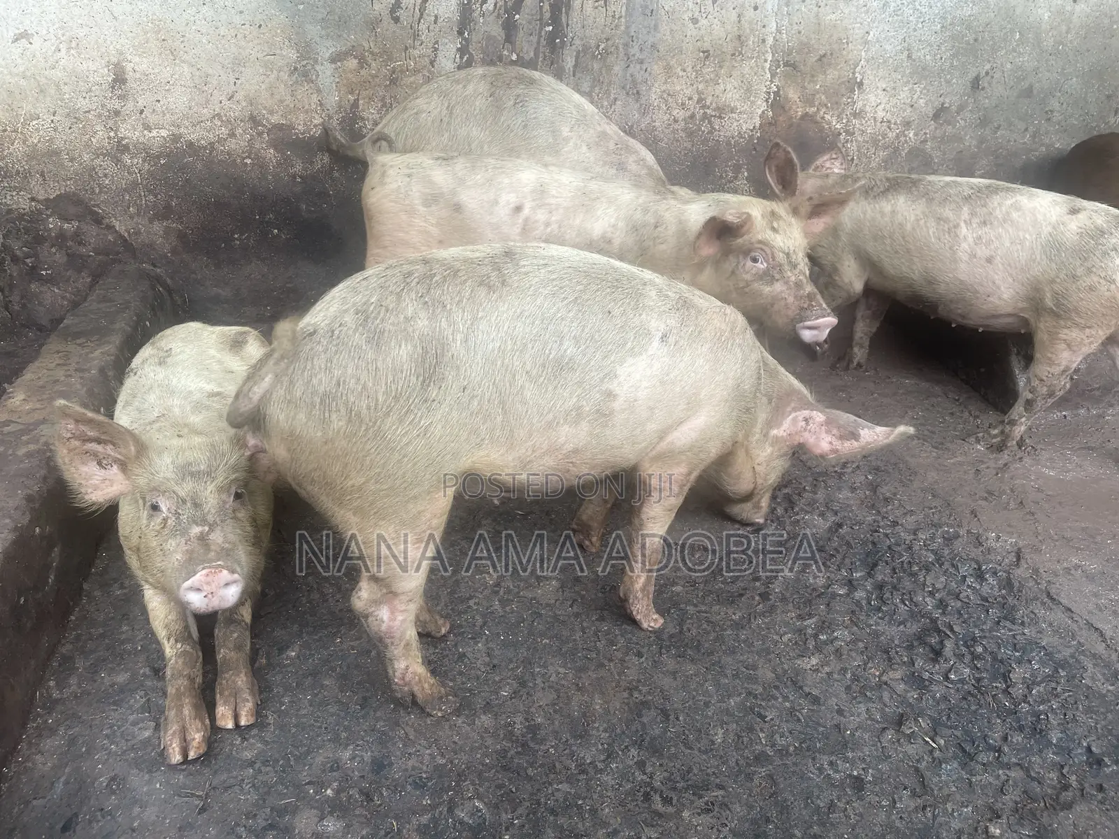 Matured and Pigs and Piglets for Sale