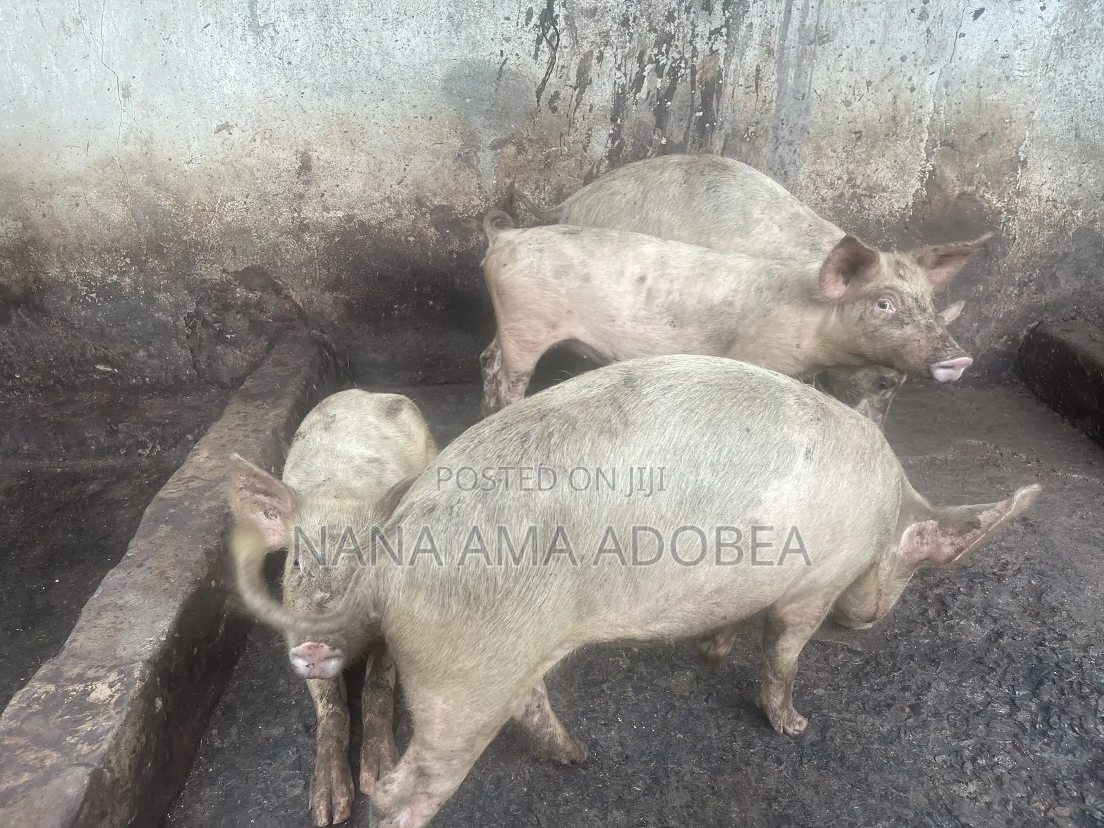 Matured and Pigs and Piglets for Sale