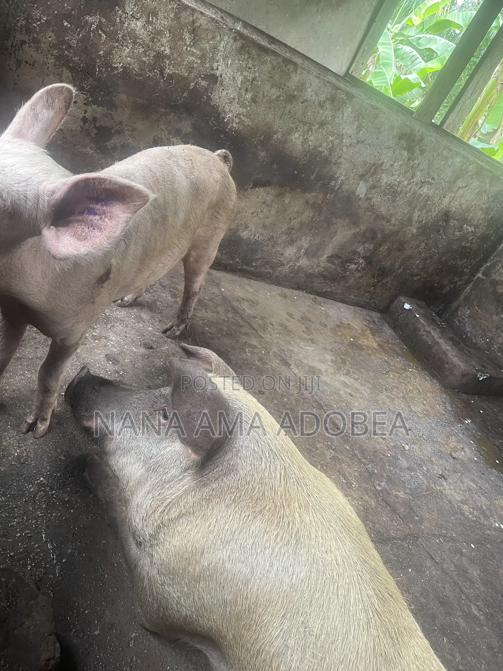 Matured and Pigs and Piglets for Sale