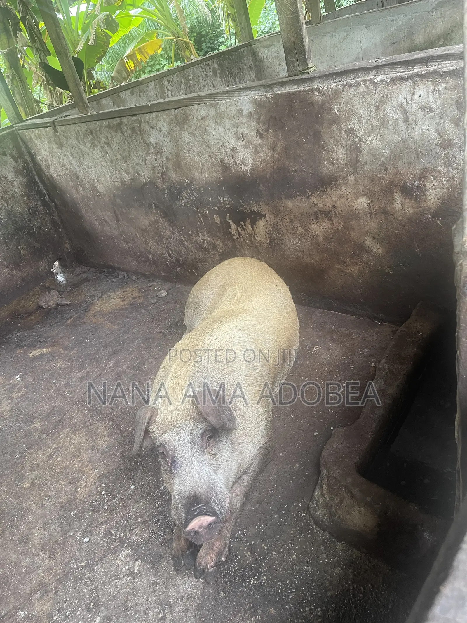 Matured and Pigs and Piglets for Sale