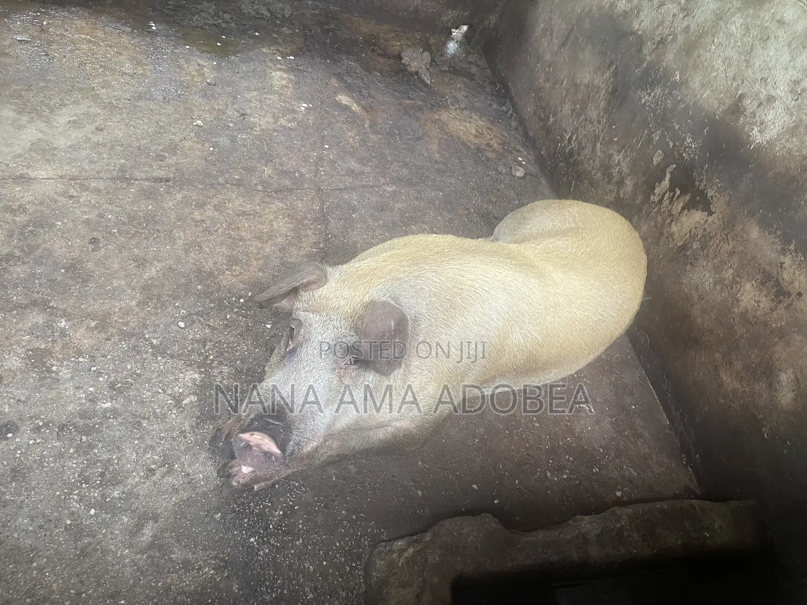 Matured and Pigs and Piglets for Sale