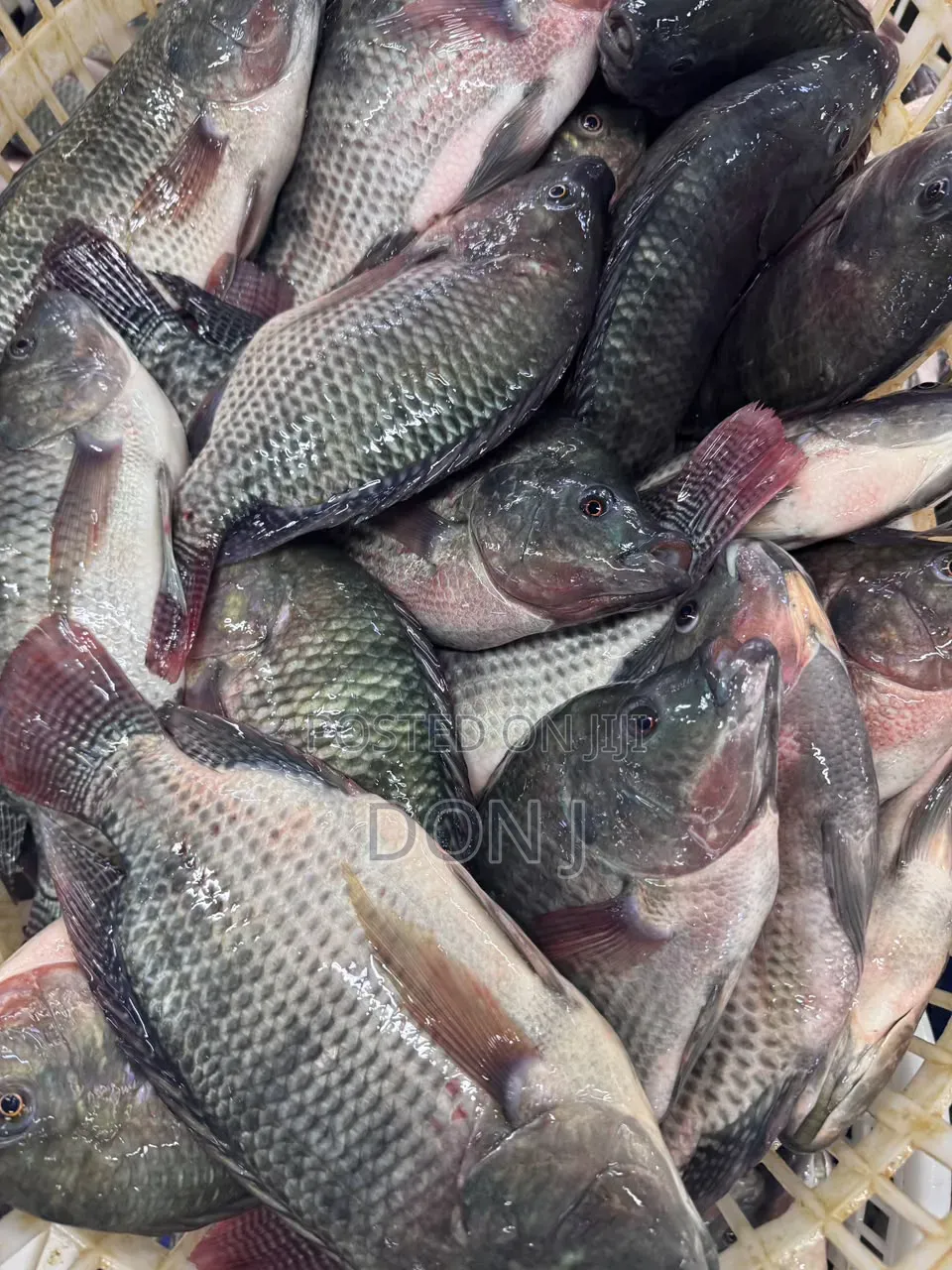 Fresh Tilapia