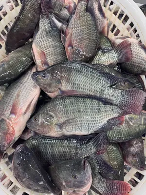 Fresh Tilapia