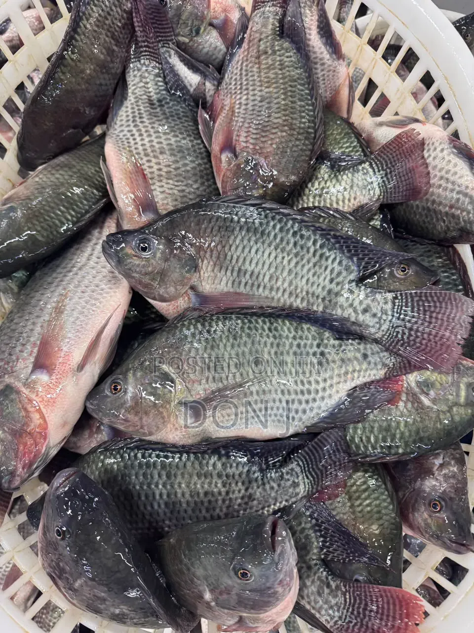 Fresh Tilapia
