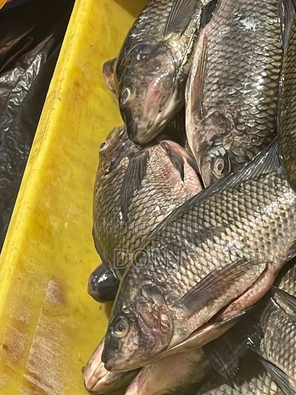 Fresh Tilapia