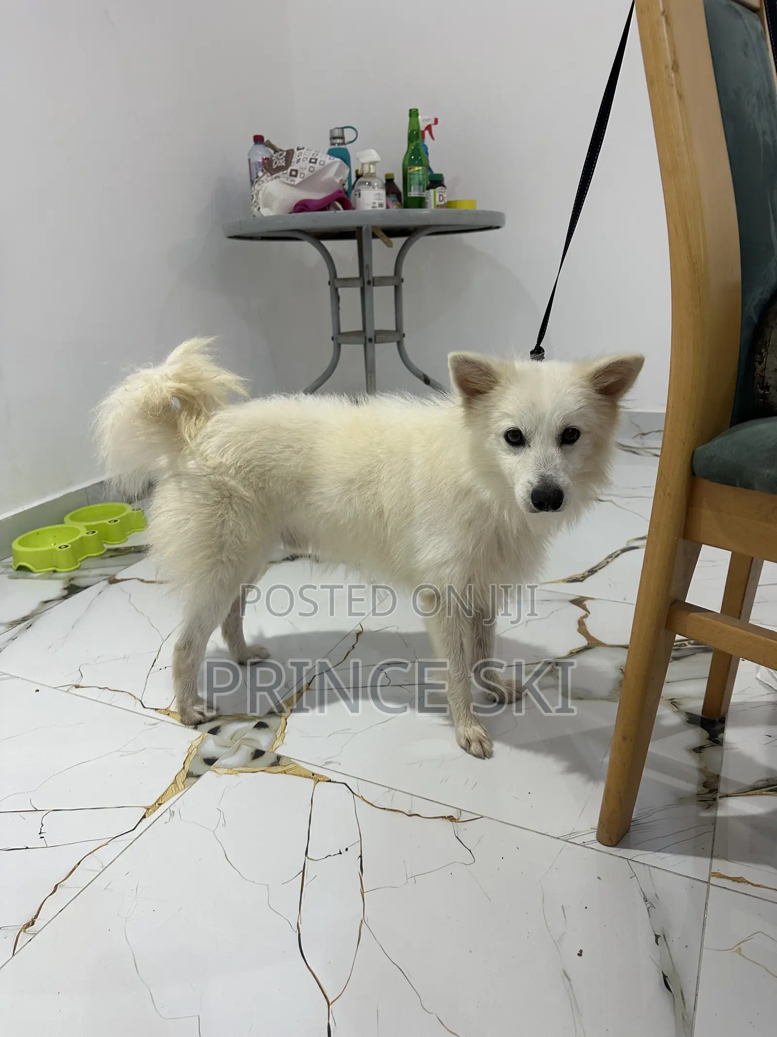 6-12 months Male Purebred Maltese Shih Tzu