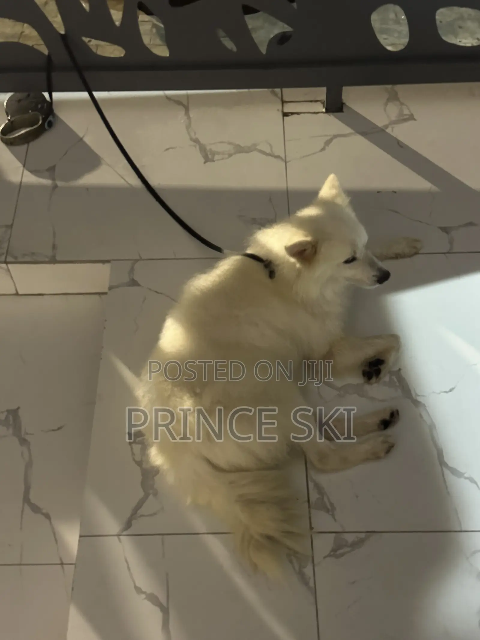 6-12 months Male Purebred Maltese Shih Tzu