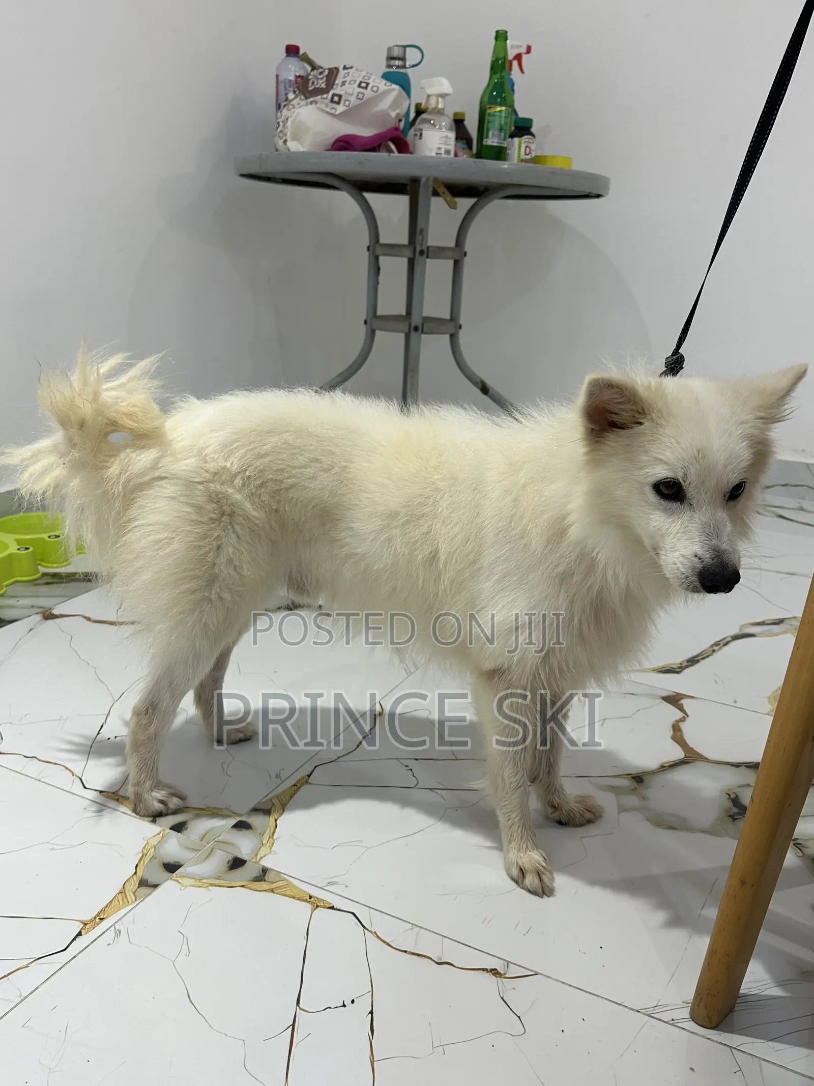 6-12 months Male Purebred Maltese Shih Tzu