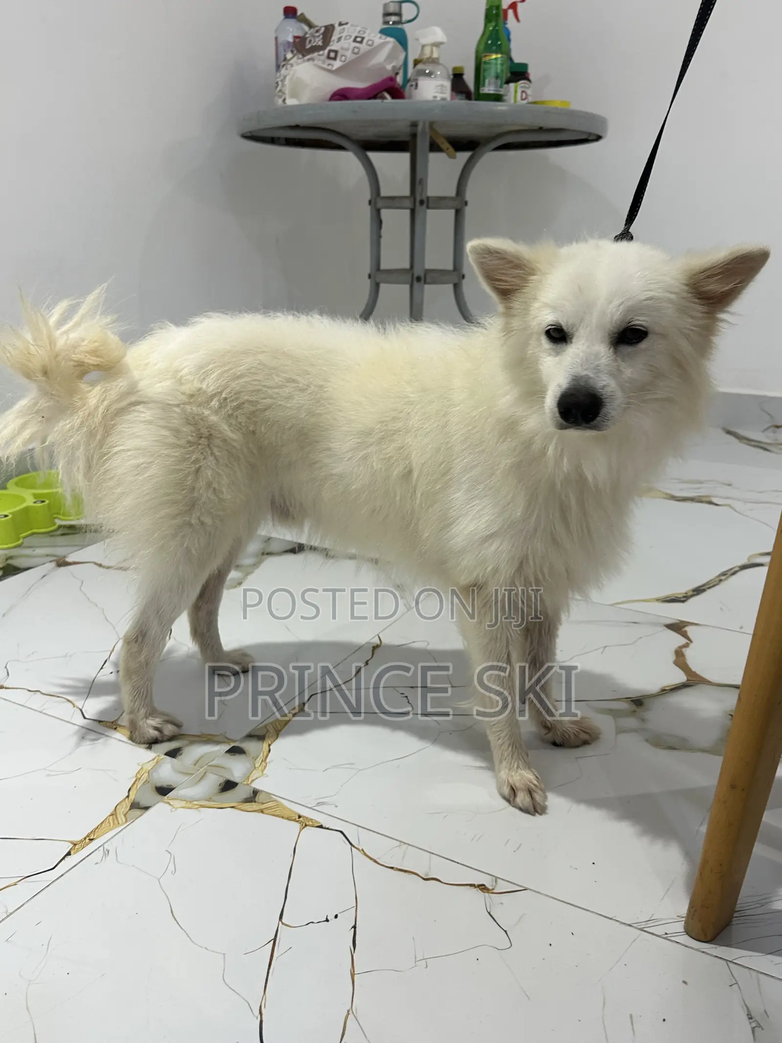 6-12 months Male Purebred Maltese Shih Tzu