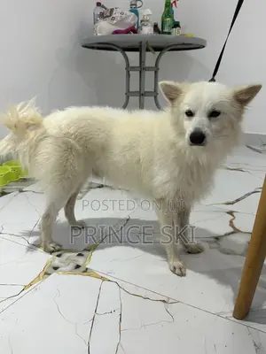 6-12 months Male Purebred Maltese Shih Tzu