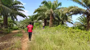 Eastern Region, (Adukrom) _ 71+ Acres Palm Plantation