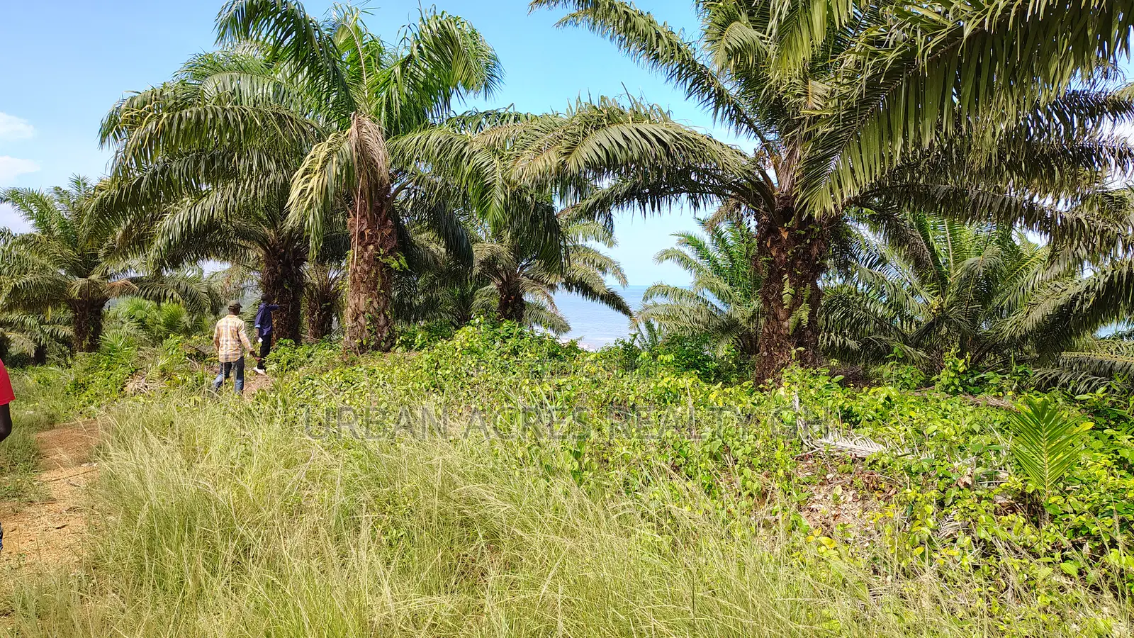 Eastern Region, (Adukrom) _ 71+ Acres Palm Plantation