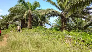 Eastern Region, (Adukrom) _ 71+ Acres Palm Plantation