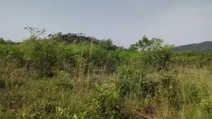 Central Region, Mankessim (Nkwanta) _ 49.69 Acres Mixed-Use Land