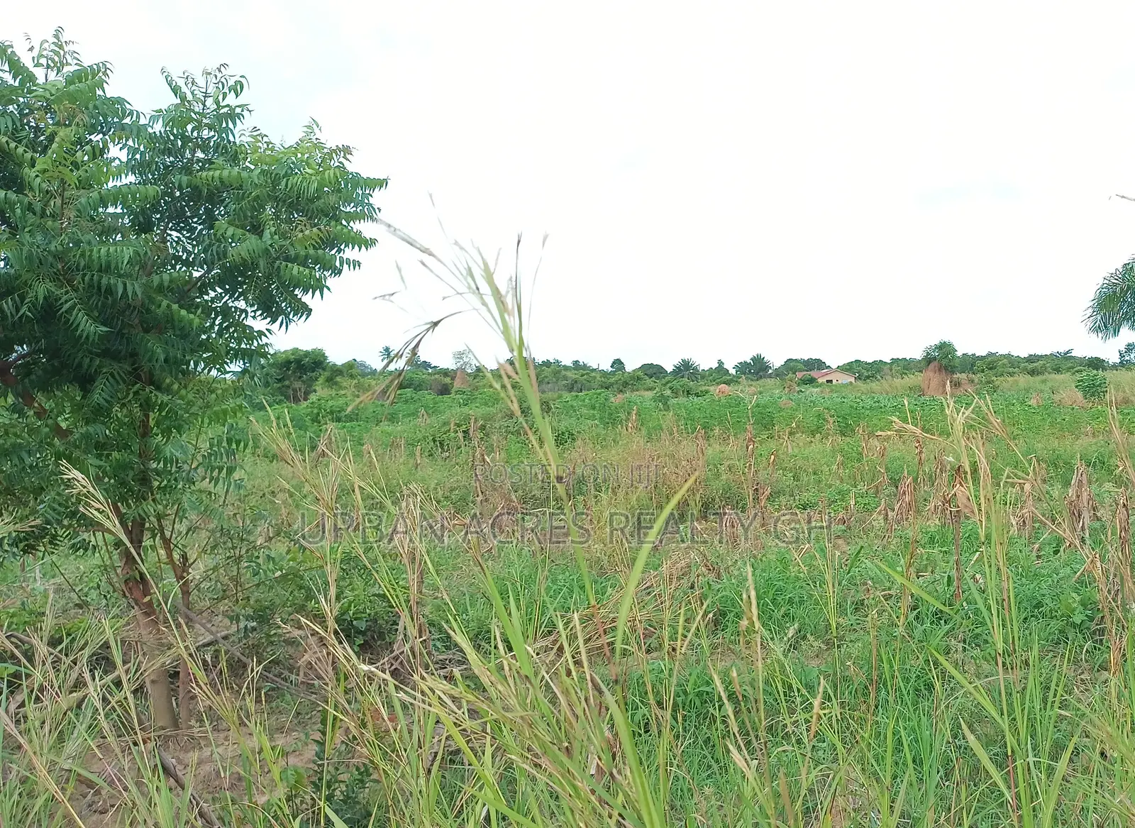 Volta Region, Hohoe (U.H.A.S Fodome) _ 10 Acres Building Land