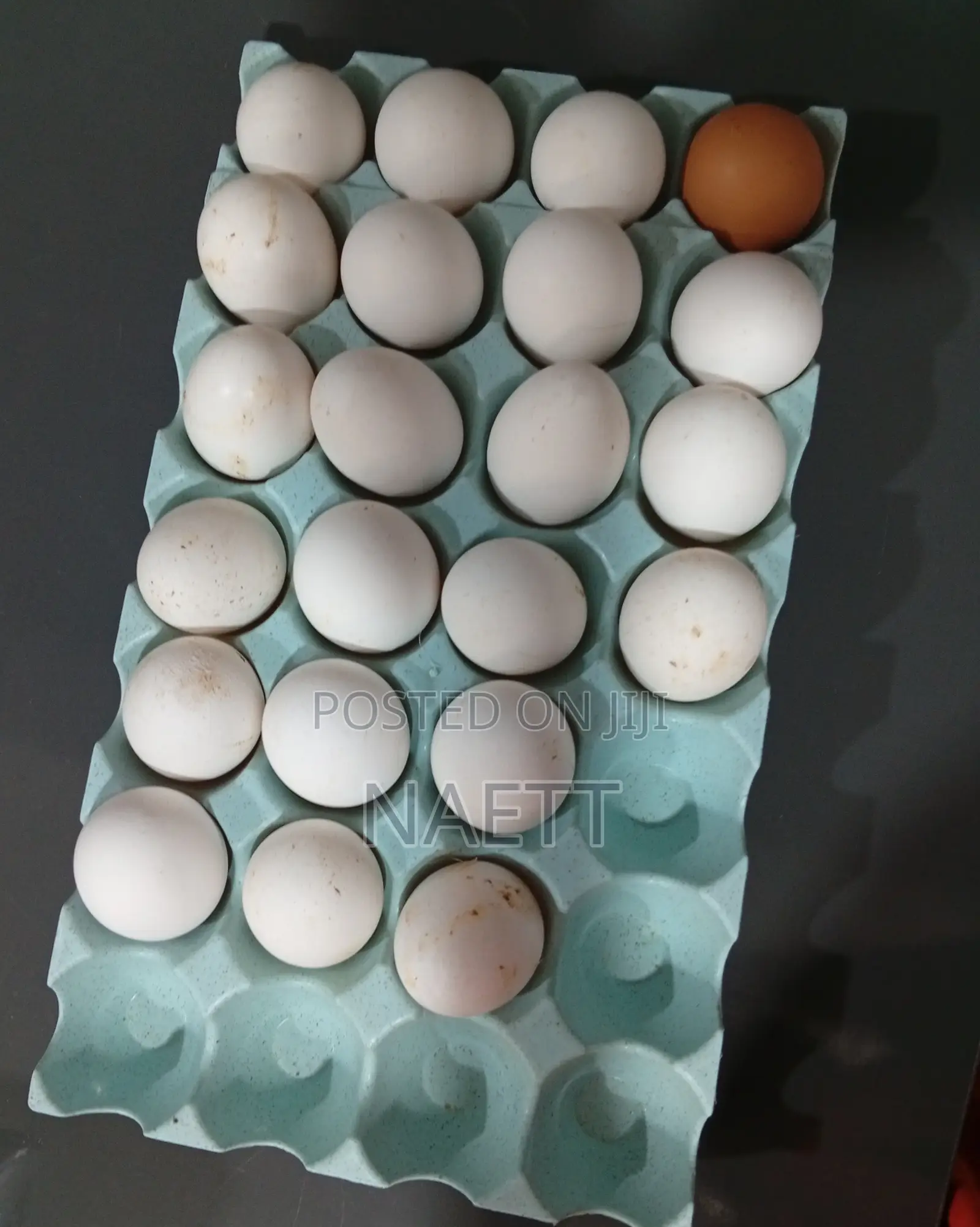 Egg Suppliers