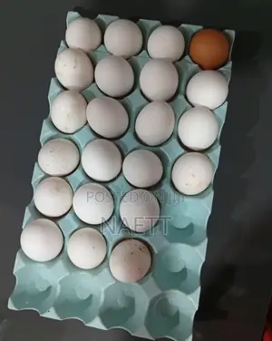 Egg Suppliers