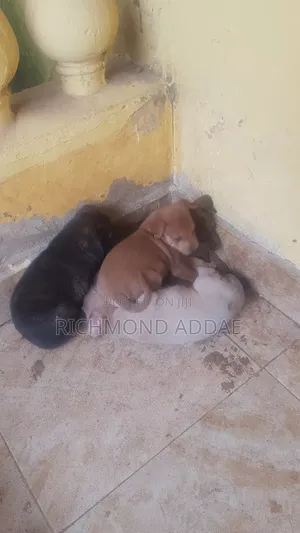 1-3 months Male Purebred Dog