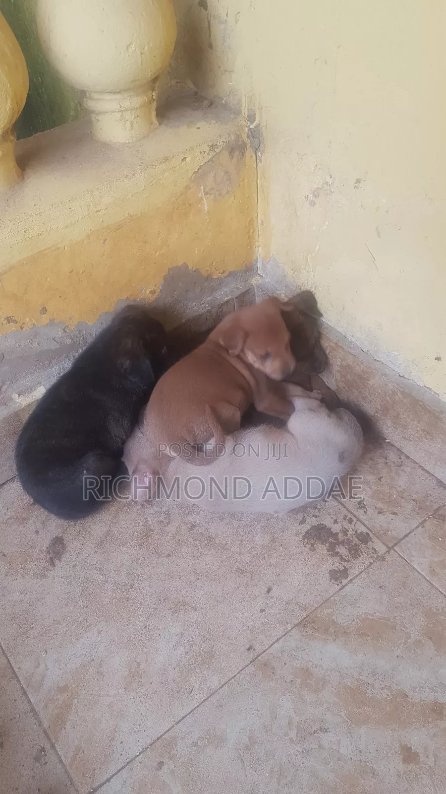1-3 months Male Purebred Dog